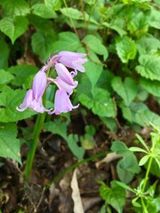 Hyacinthoides hispanica