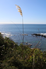 Austroderia splendens