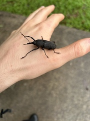 Rhinostomus barbirostris image