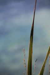 Austroderia splendens