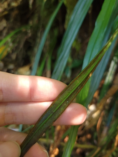 Image of Haplopteris flexuosa by (c) 曾昱承 Yu-Cheng Zeng, some rights reserved (CC BY)