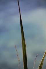 Austroderia splendens
