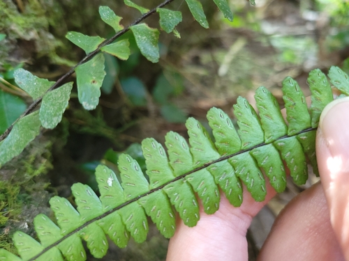 Image of Asplenium normale by (c) 曾昱承 Yu-Cheng Zeng, some rights reserved (CC BY)