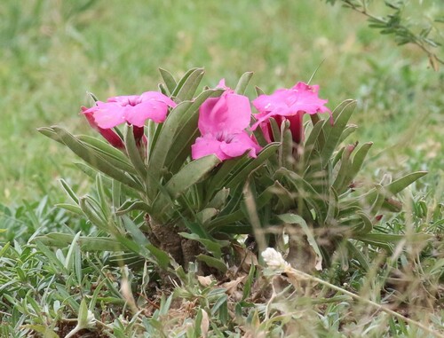 Foto de Rosa do deserto