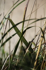 Austroderia splendens
