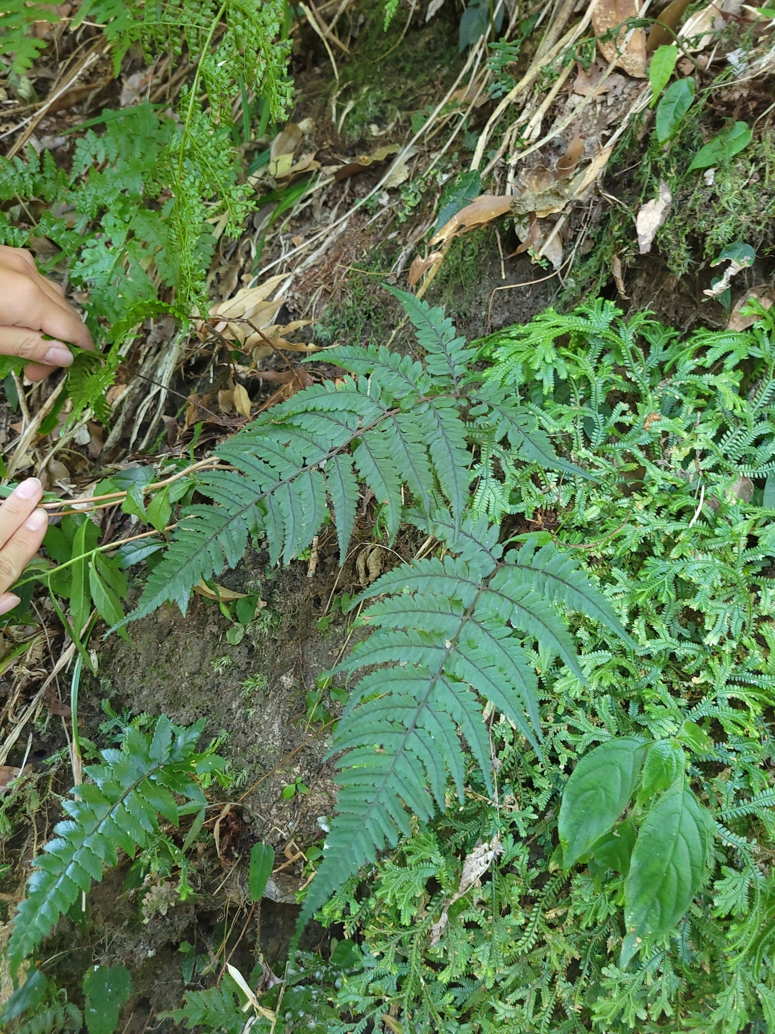 Athyrium arisanense