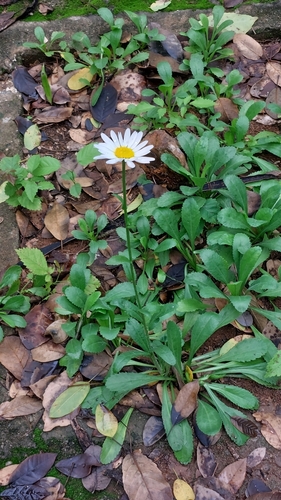 Foto de Margarida