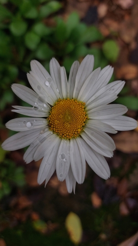 Foto de Margarida