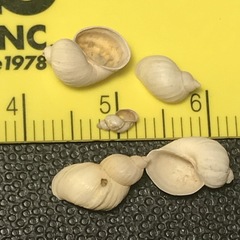 Ladislavella utahensis