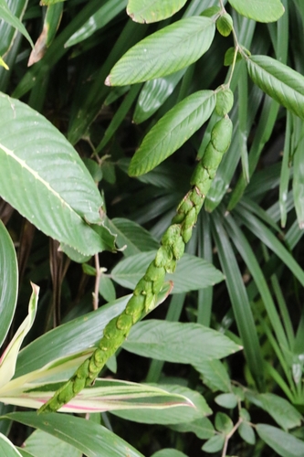 Image of Phyllodium longipes by no rights reserved