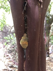 Phellinus arctostaphyli
