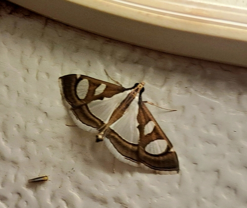 Diaphania perspicillalis