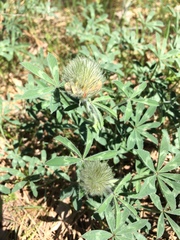 Trifolium macrocephalum
