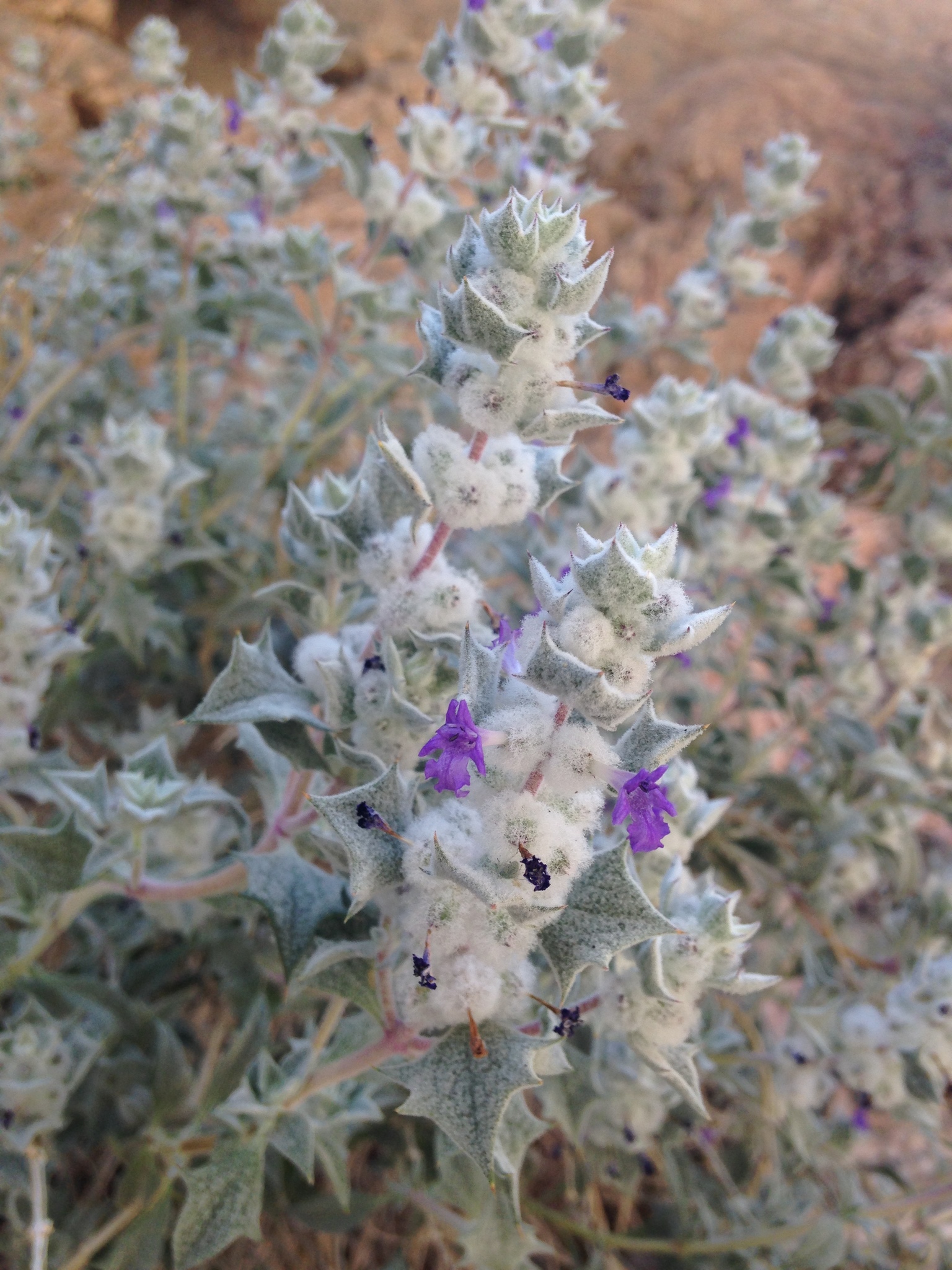 Salvia funerea