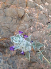 Salvia funerea