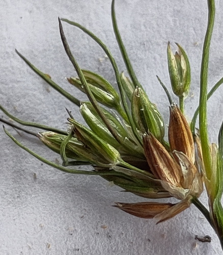 Bulbous rush (Juncus bulbosus)