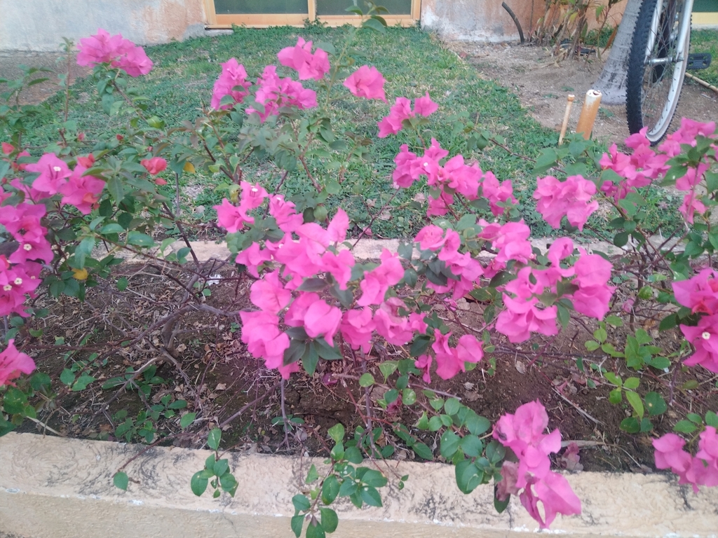 bougainvilleas from Fraccionamiento Marina Diamante, Aeropuerto, 39893 ...