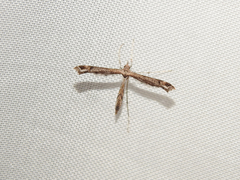 Pterophoroidea