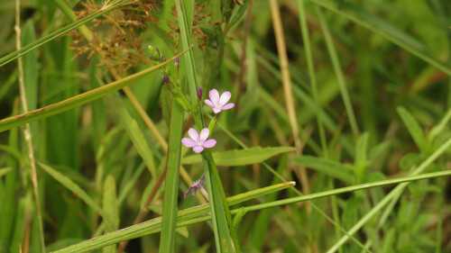 Elongated bluehearts (Buchnera longifolia)