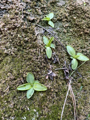 Pinguicula casperiana
