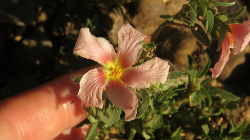 Sida anomala (Sida anomala)