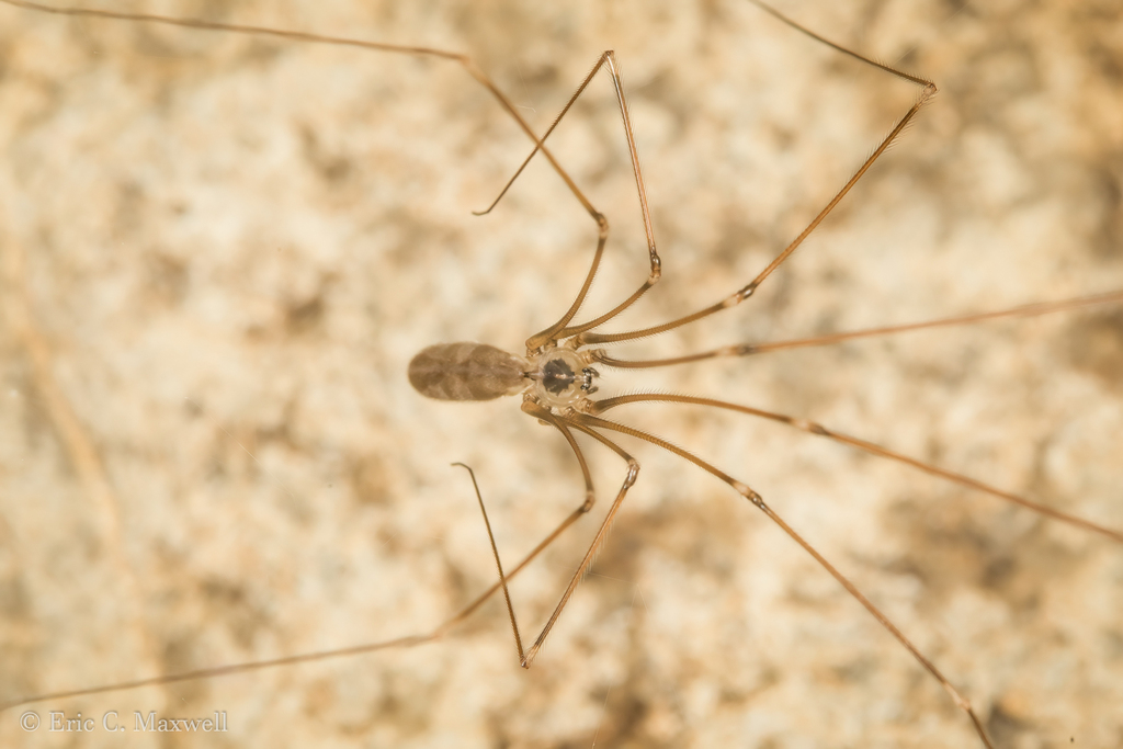 Pholcus dade