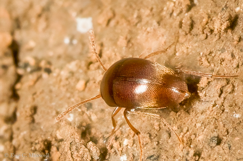 Ptomaphagus whiteselli