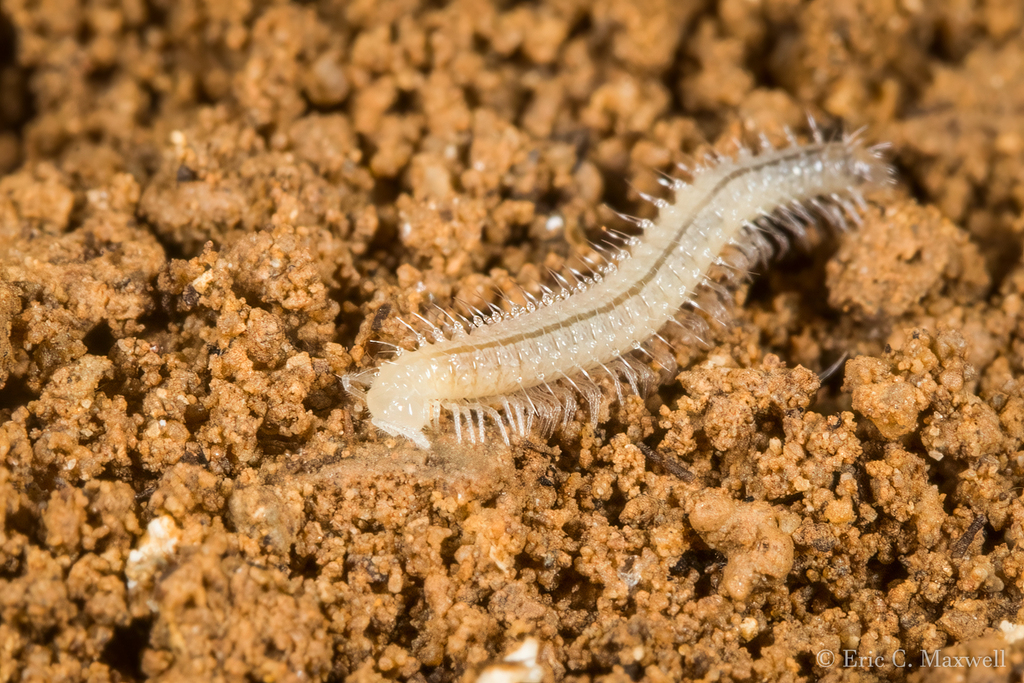 Scoterpes willreevesi