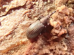 Ischnopterapion virens