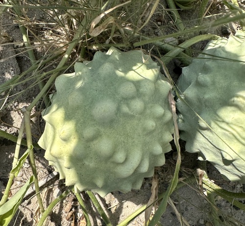 Gemsbok cucumber