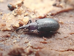 Ischnopterapion virens