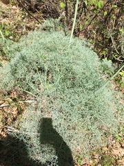 Lomatium columbianum