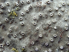 Cytosporaceae