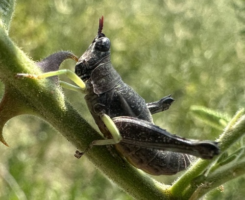 Pseudothericles jallae