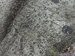 Cytosporaceae