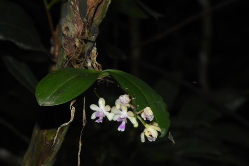 Phalaenopsis deliciosa, photograph 5