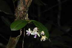 Phalaenopsis deliciosa, photograph (c) deepachandran, some rights reserved (CC BY-SA)