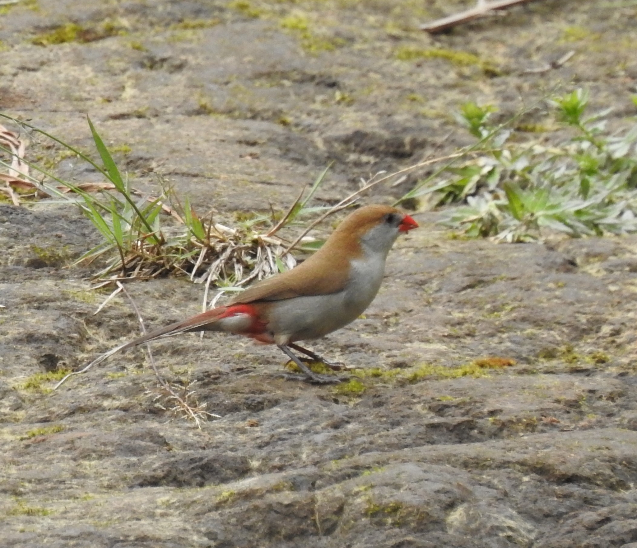 Fawn-breasted Waxbill (Estrilda paludicola), photo 3