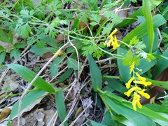 Corydalis flavula
