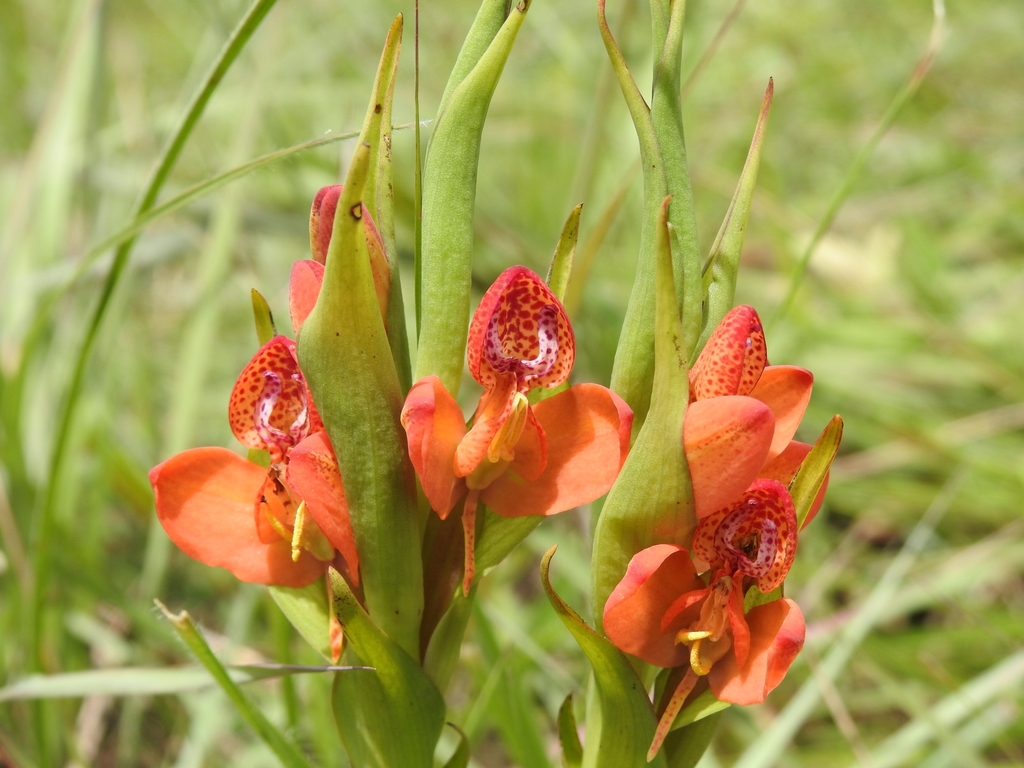 Disa ornithantha