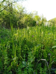 Cruciata pedemontana