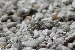 Cicindela tenuicincta