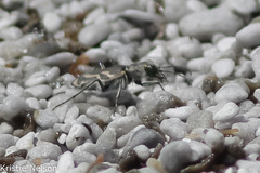 Cicindela tenuicincta
