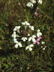 Triphysaria versicolor