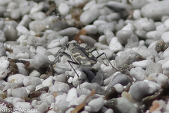Cicindela tenuicincta