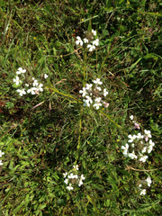 Triphysaria versicolor