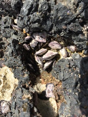 Isognomon californicus