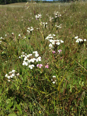Triphysaria versicolor