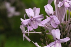 author not stated, no rights reserved Pseuderanthemum graciliflorum, photograph author not stated, no rights reserved