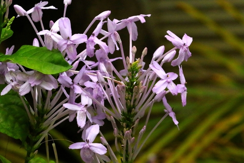 Pseuderanthemum graciliflorum, photograph 5